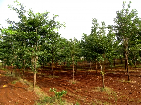 66.6 Anks DTCP Approved Plot With 24 Red Sandal Trees at 5 Lacs Near Venkatagiri Highway
